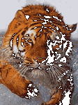 pic for Tiger morph